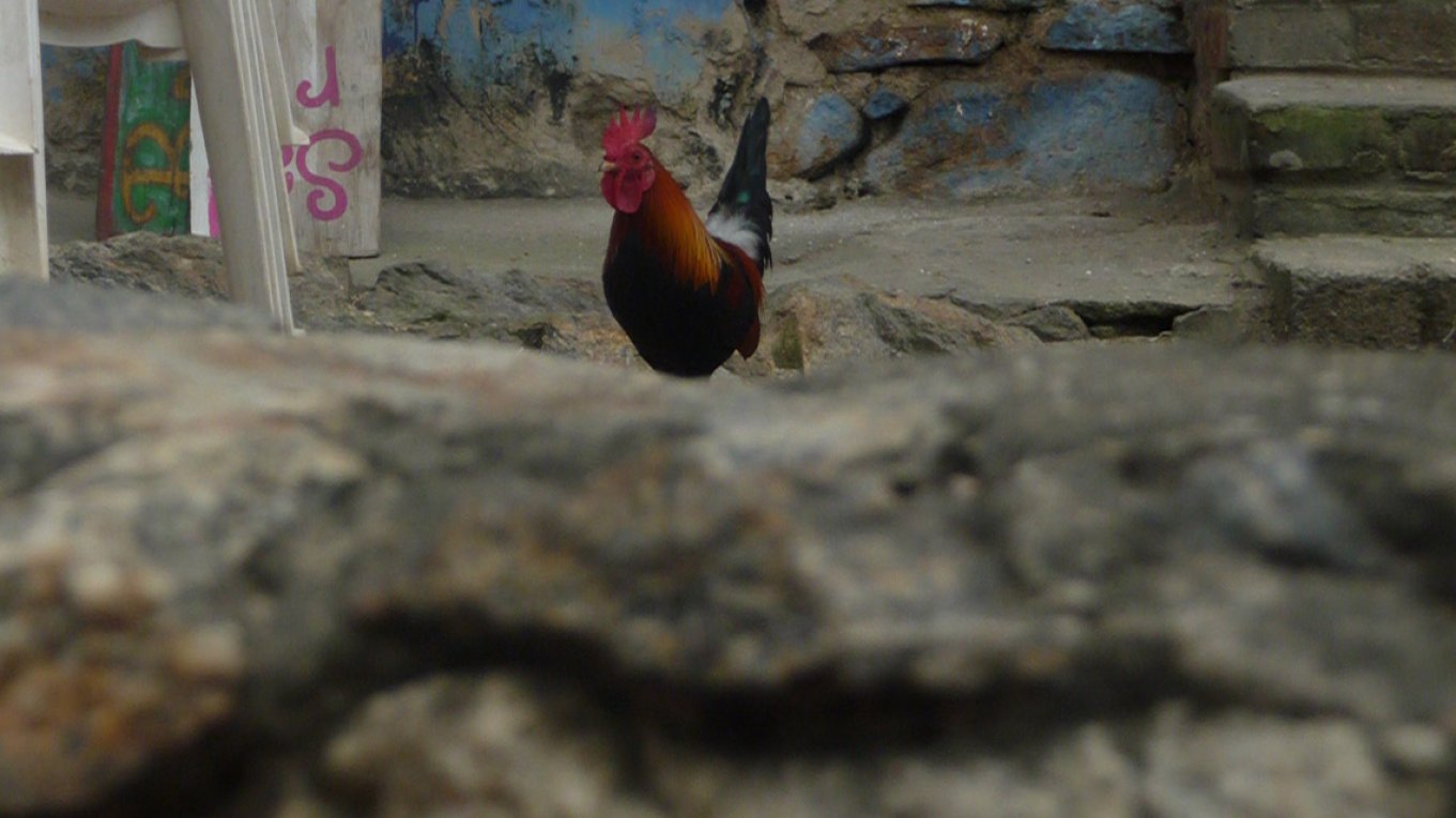 The roaster
