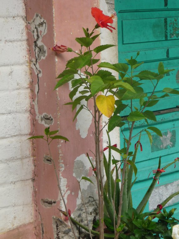 Hibiscus