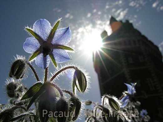 Bourrache Officinale  [Pacaud]